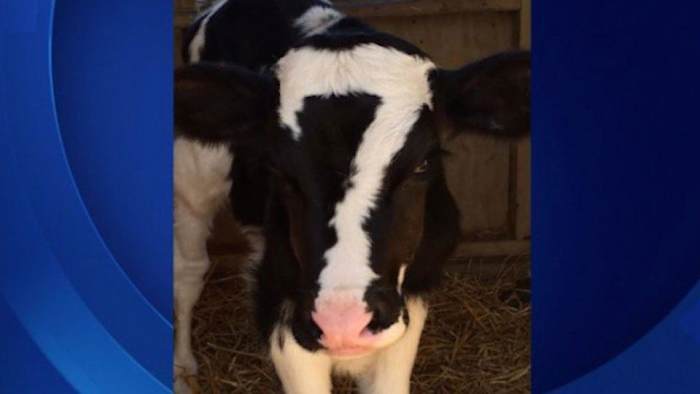 Image placeholder title